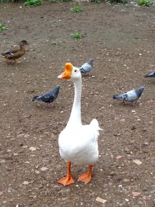 "Call me Nobby" says Swan Goose