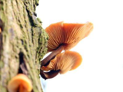 Fungus 1 photo