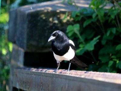 Magpie 1 photo