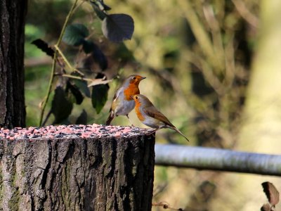 2 Robins not fighting photo