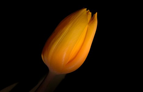 Yellow tulip dark