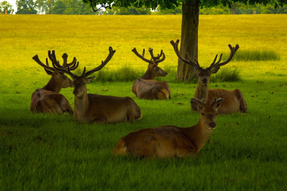 Deer nature game