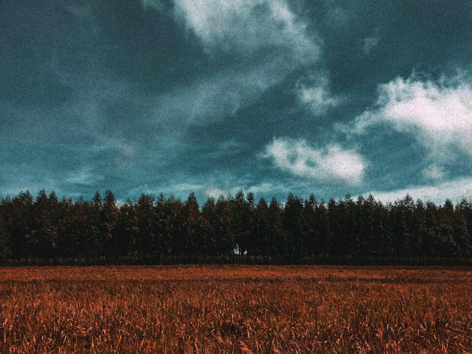 Farmland grain countryside