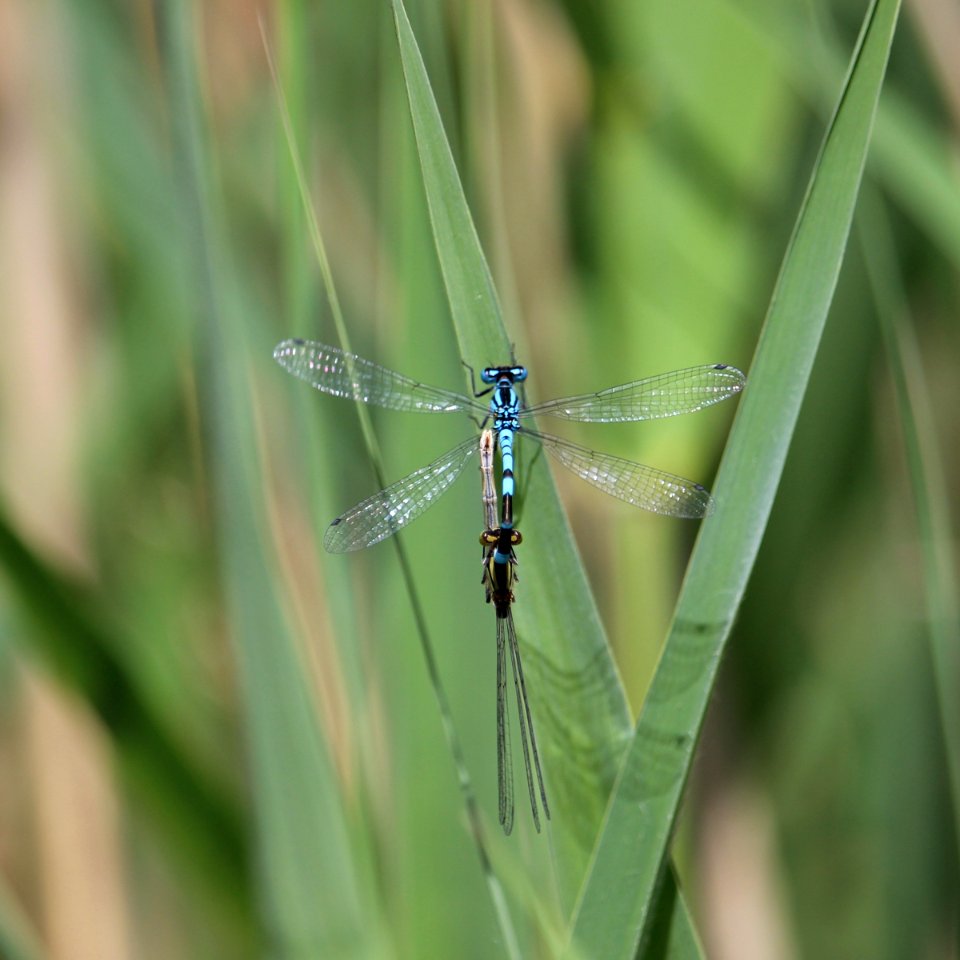 First Damsel Flys