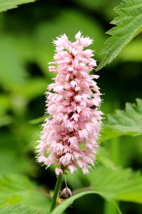 Common Bistort