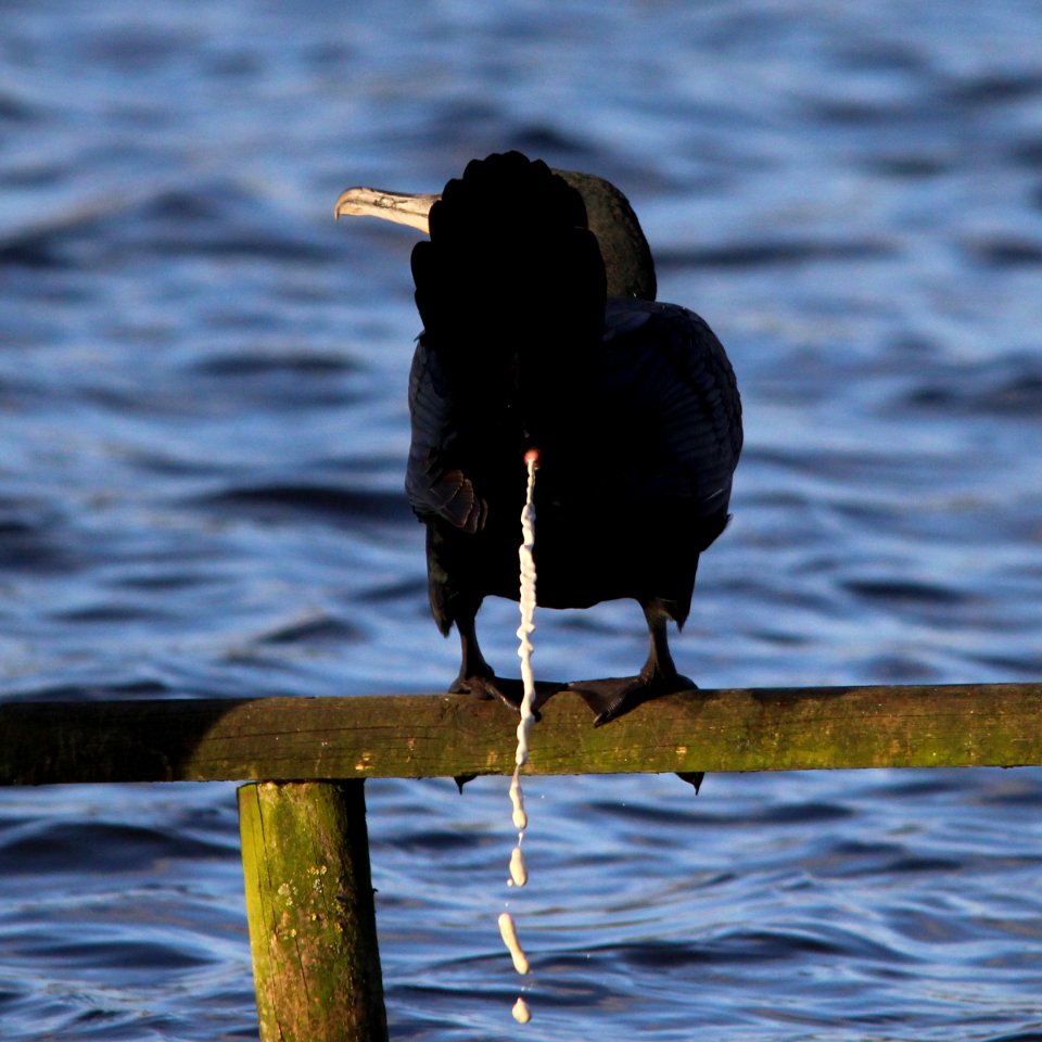 Shoot This, Shutterbug!