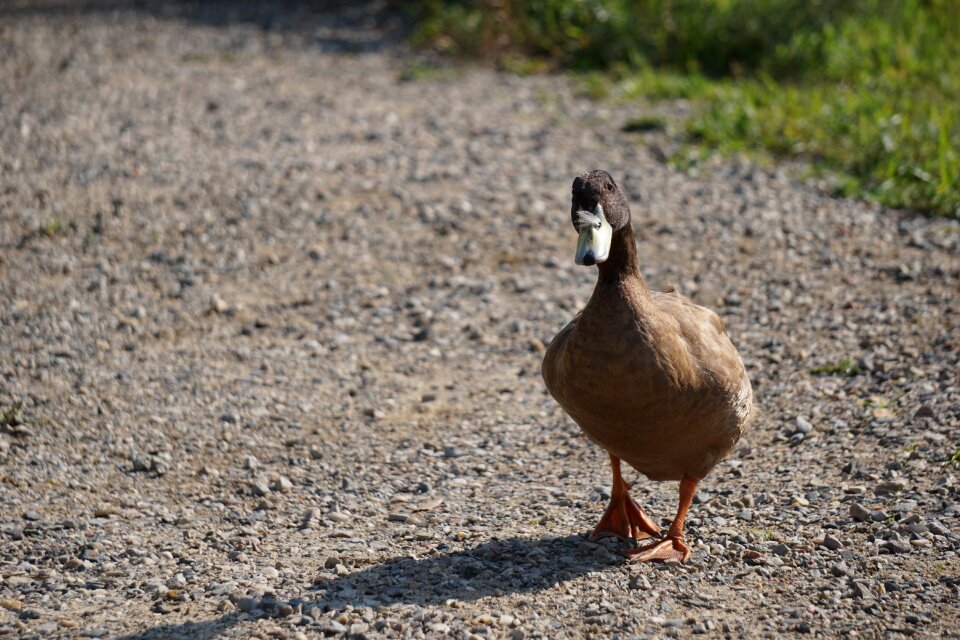 Detroit wildlife road