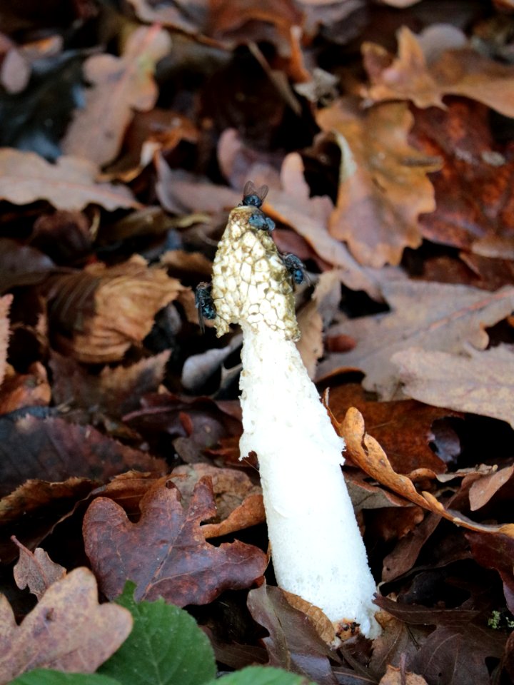 Fungi Flies