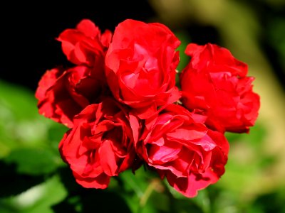 English Roses photo