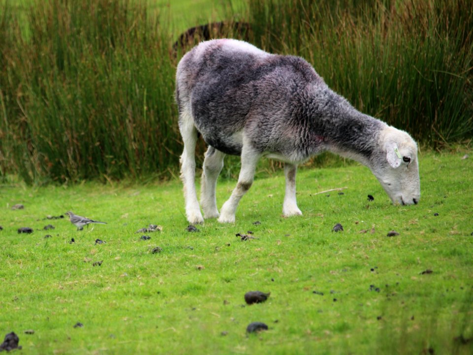 Sheep with a Wagtail photo