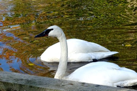 Trumpeter Swan Cygnus buccinator.