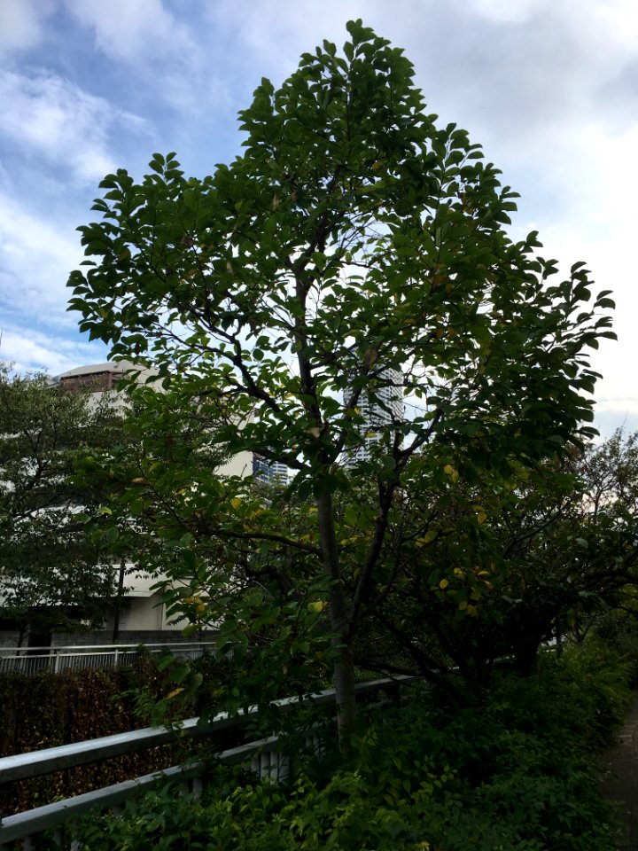 Kanda River in Chuo, Nakano-ku