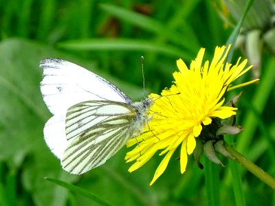 Green Veined White
