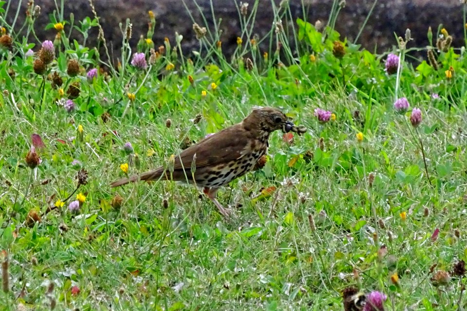 Thrush with a Kebab