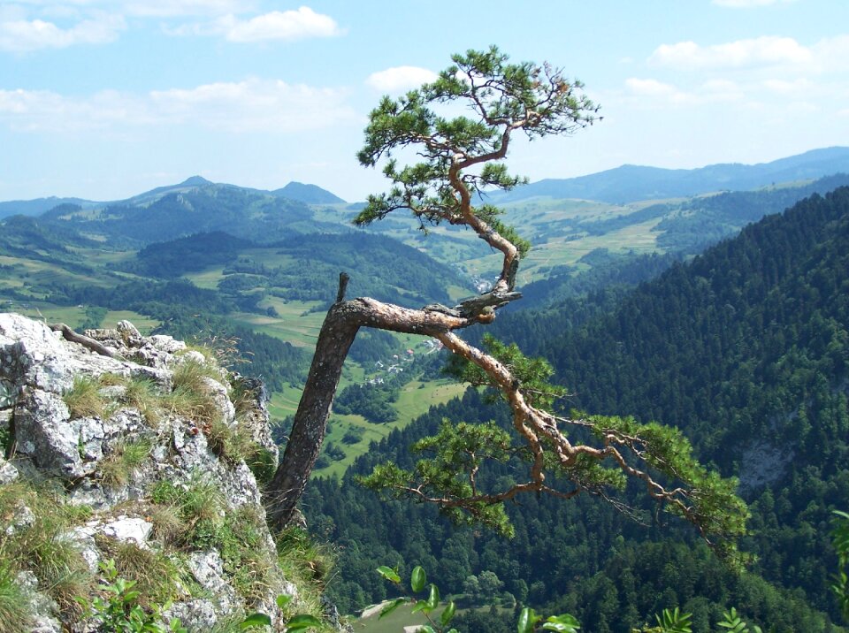 Panorama view forest