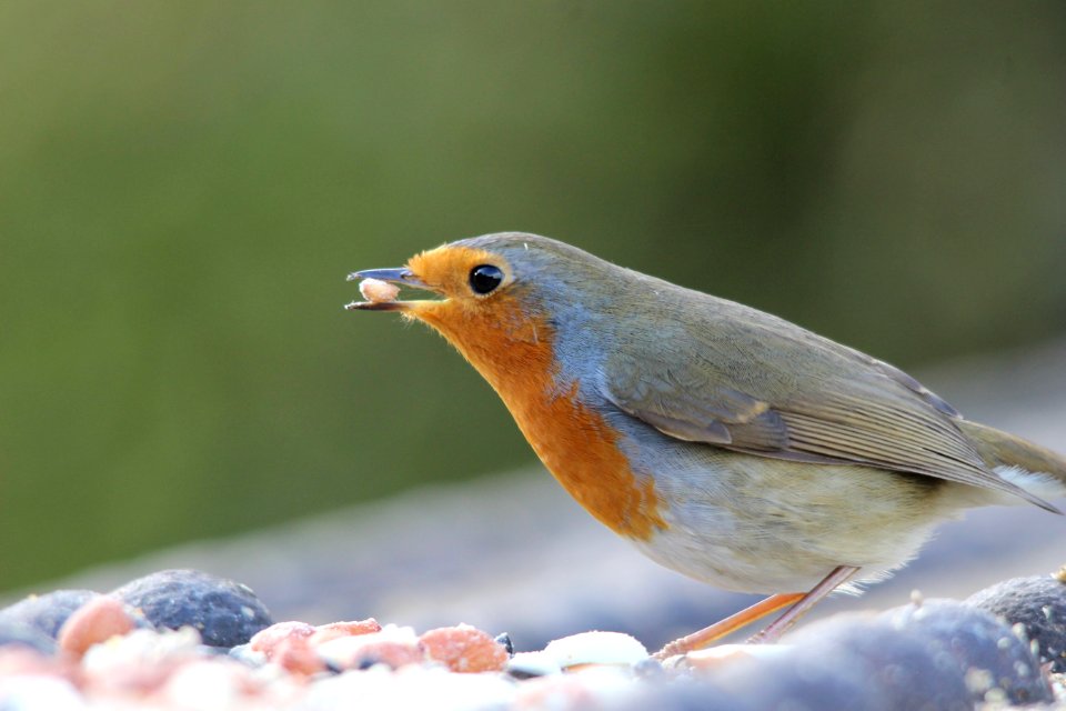 De-Tailed Robin