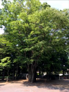 Oizumigakuencho in Nerima-ku