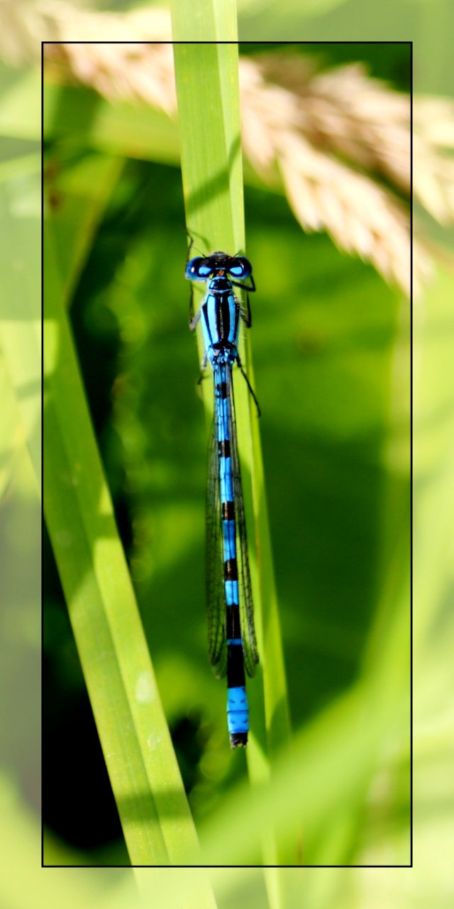 Common Blue Damselfly