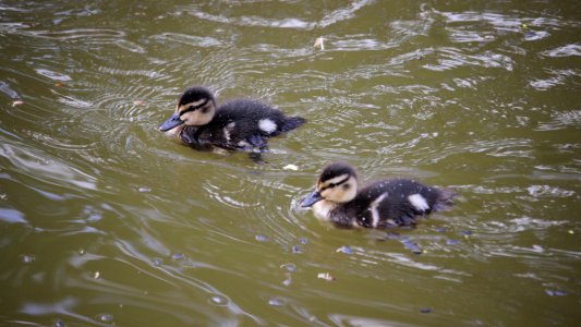 Spring Ducklings photo