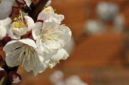 Flower bud spring photo