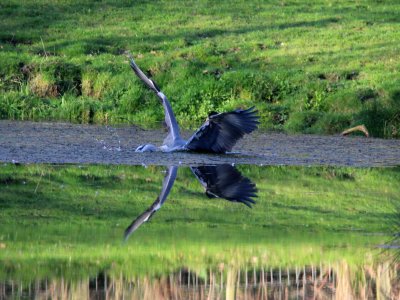 Grey Heron 07 photo