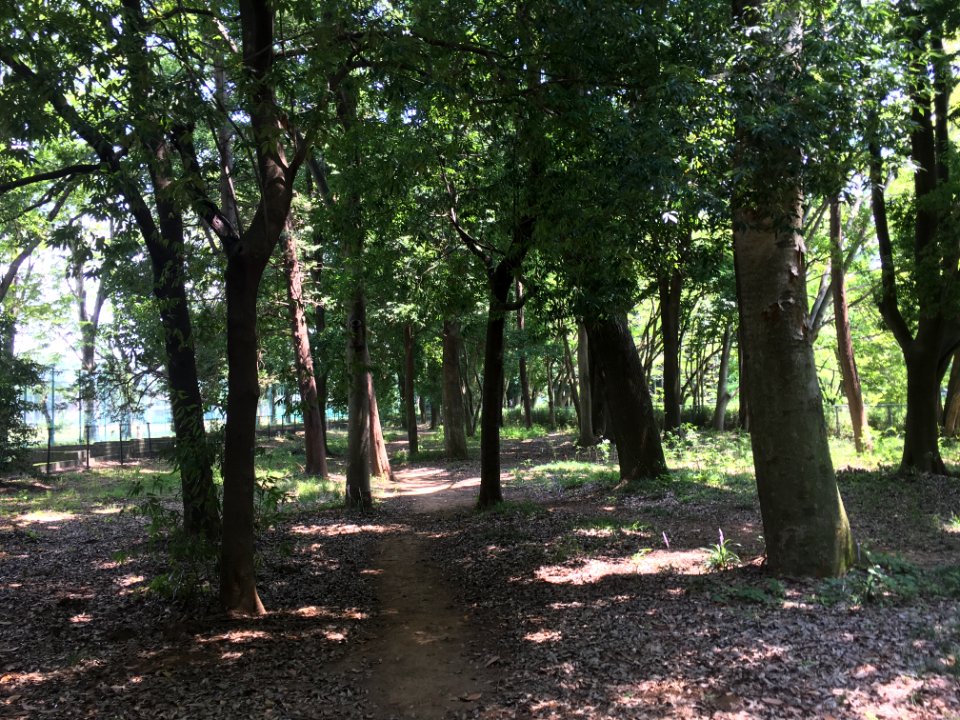 Koganei Park in Kodaira-shi