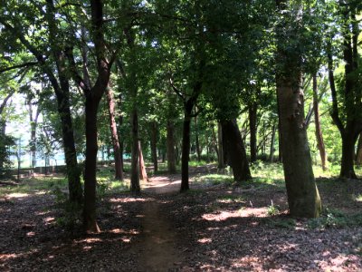 Koganei Park in Kodaira-shi