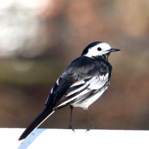 Pied Wagtail photo