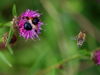 Photobombed Honey Bee.