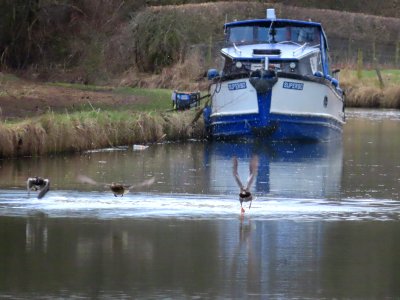 3 Flying Ducks photo