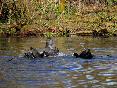 Fighting Coots