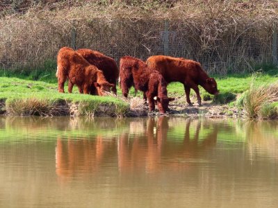 Wooly Bully