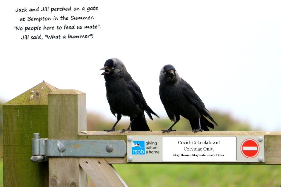 Western Jackdaw, Coloeus monedula.