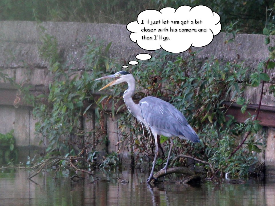 Talking Heron photo