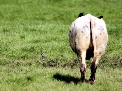 Bull disturbs Lapwing