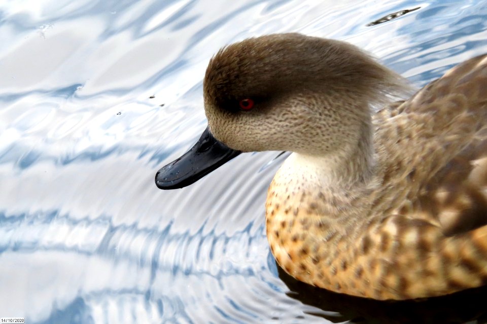 Patagonian Crested Duck