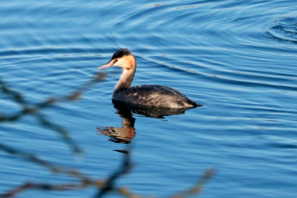 Podiceps cristatus