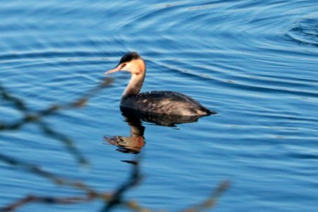 Podiceps cristatus
