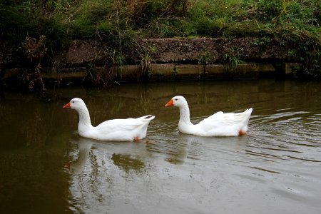 2 big white ducks photo