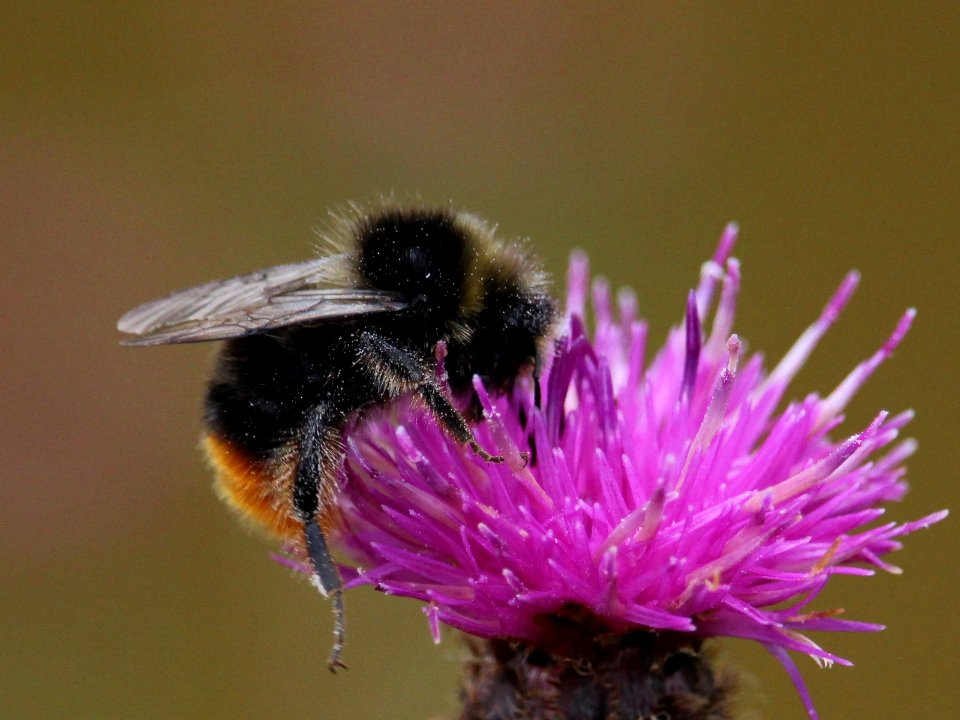 Red Tailed Bumble Bee