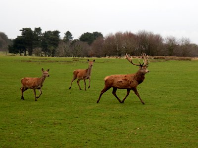 Cheshire Red Deer