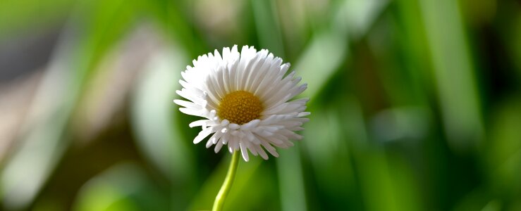 White-yellow nature close up