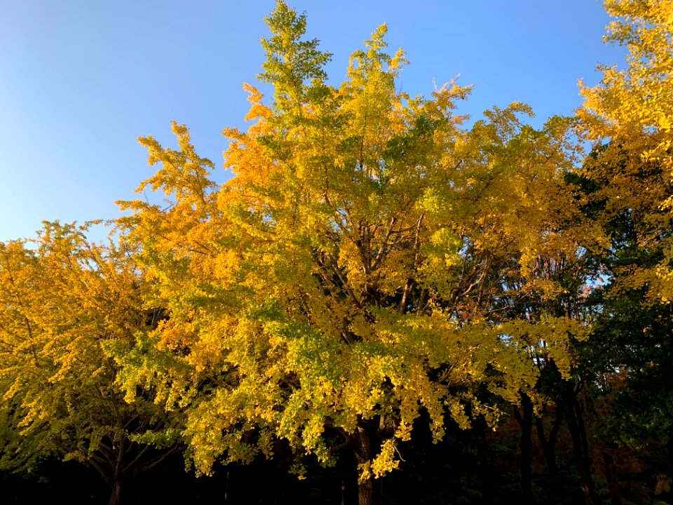 Hikarigaoka Park in Nerima-ku