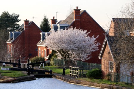 Blossom