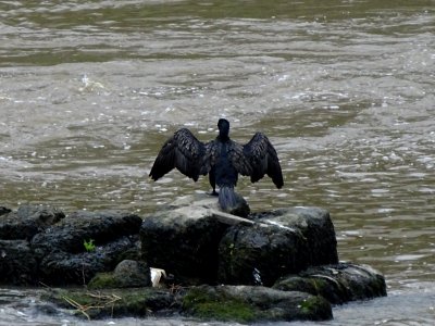 Cormorant 1 photo