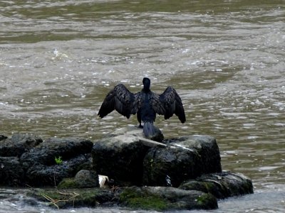 Cormorant 1