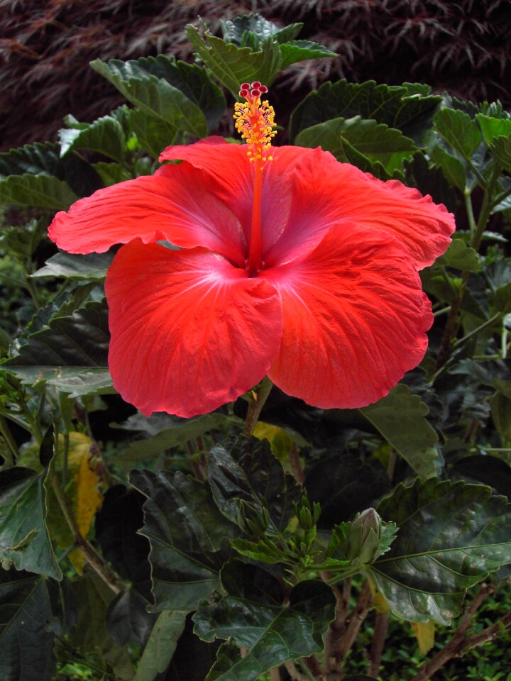Bloom red close up