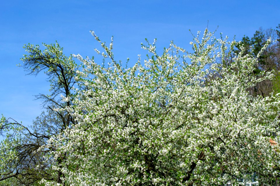 Flowers of spring