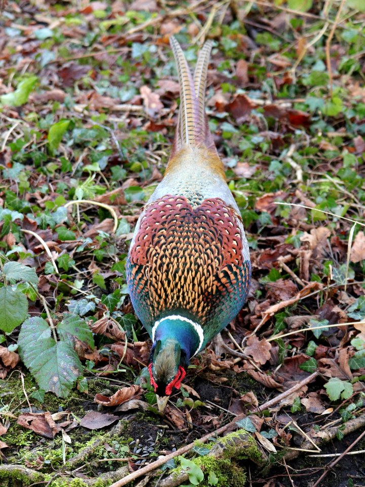 I Heart Pheasant photo