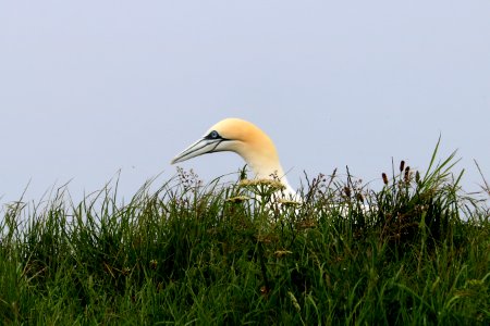 Gannet in the grass. photo